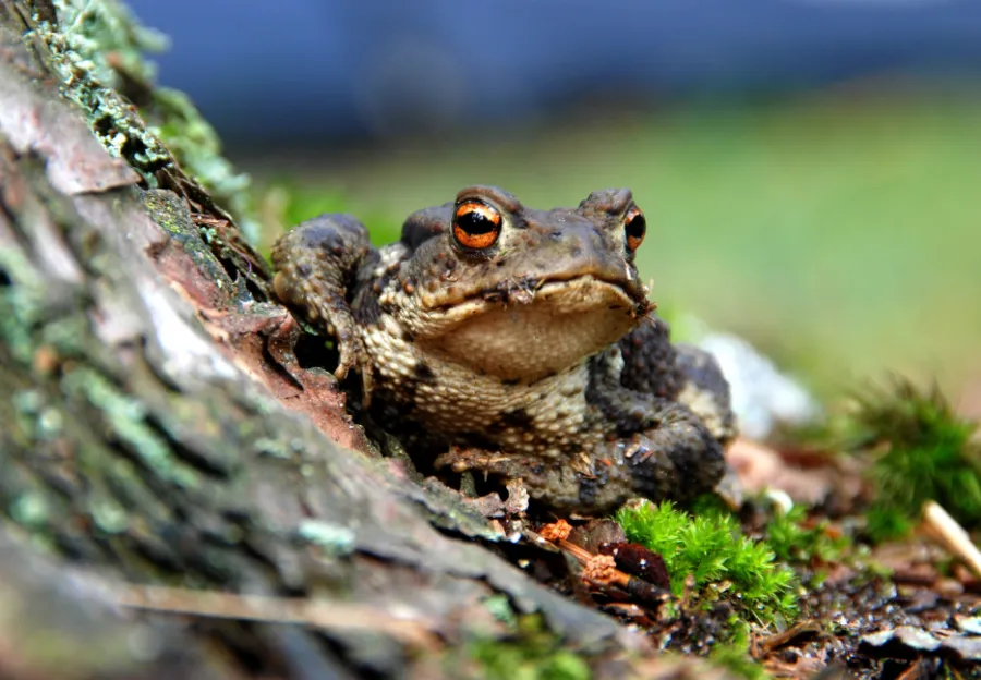 Toad behind a tree