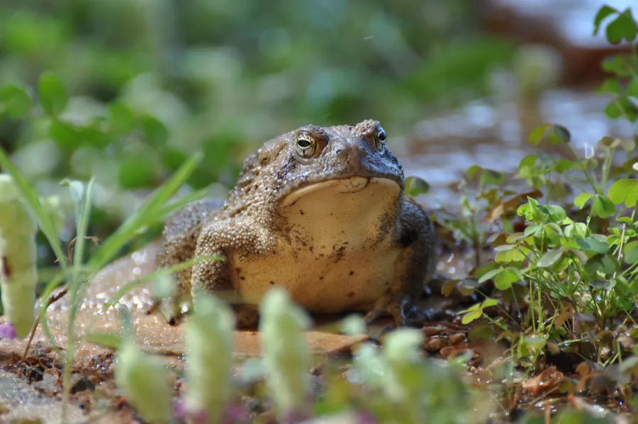 Proud toad sitting in the grass