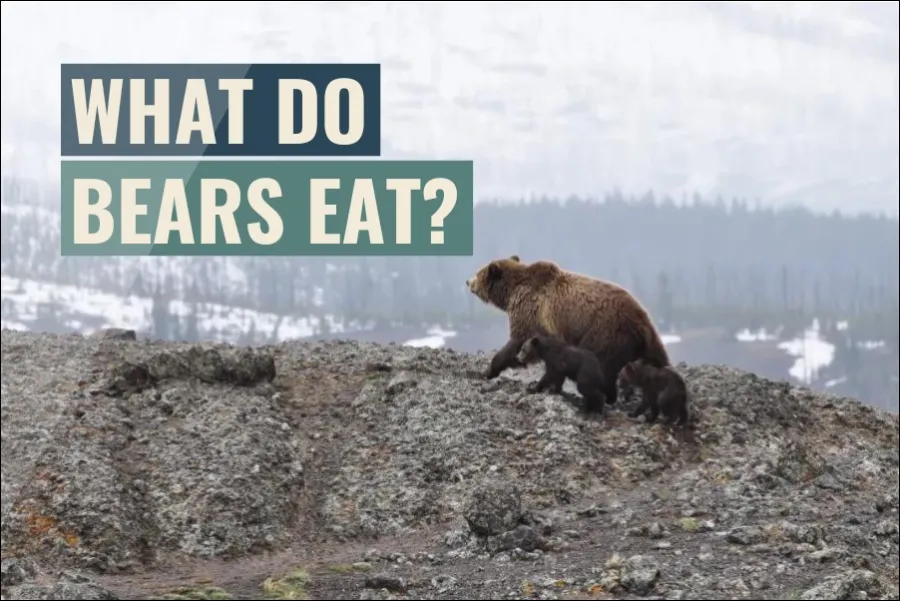 What do bears eat?