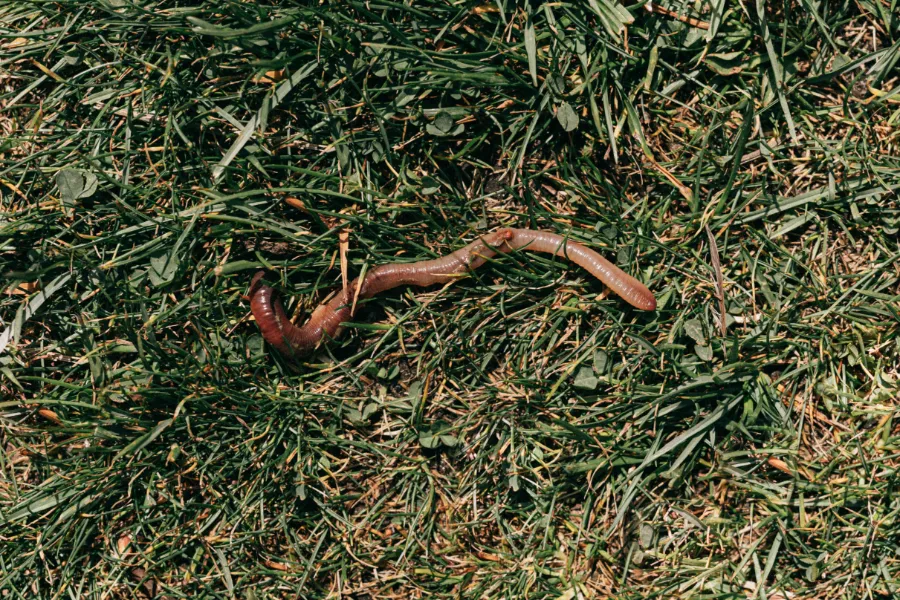 Worm in grass