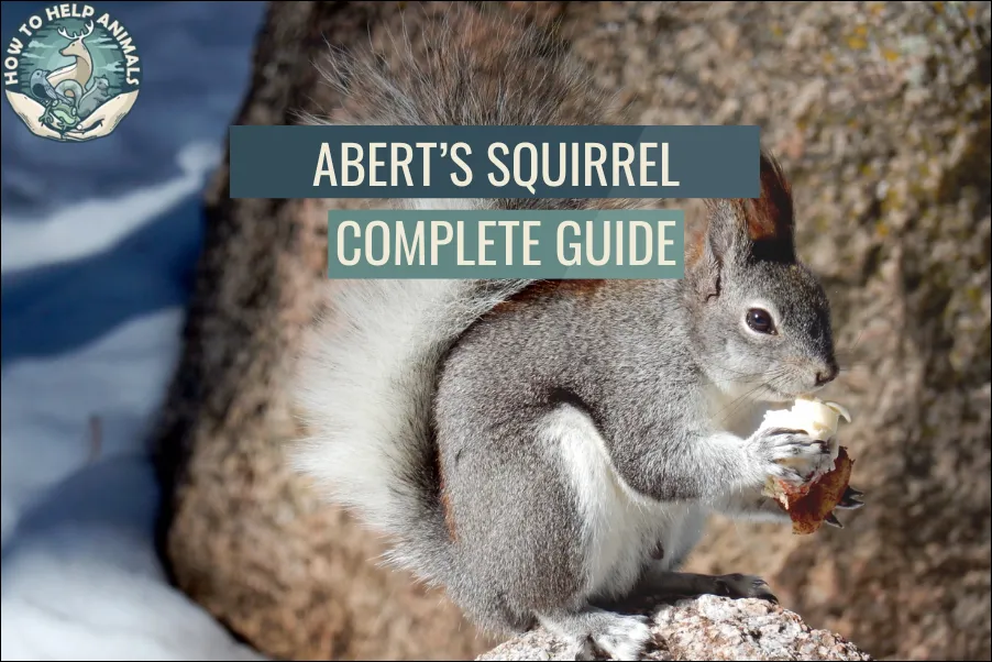 Abert's Squirrel Complete Guide