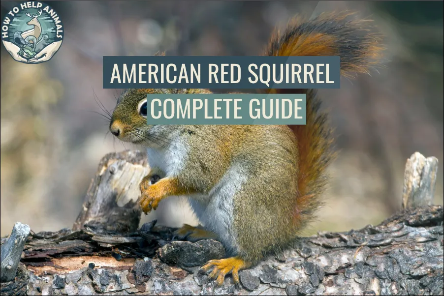 American Red Squirrel