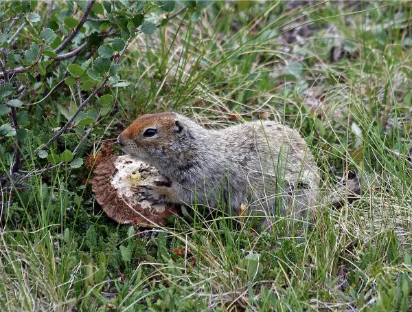 Arctic Ground Squirrel (Urocitellus parryii)
