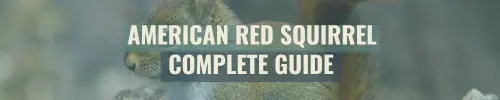 Banner - American Red Squirrel