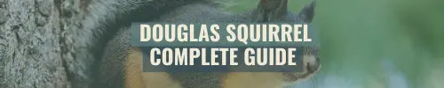 Douglas Squirrl Complete Guide