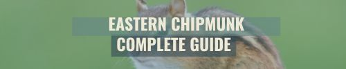 Banner - Eastern Chipmunk