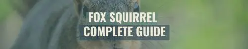 Fox Squirrel Complete Guide