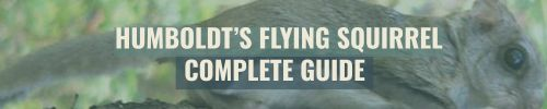 Banner - Humboldt's Flying Squirrel
