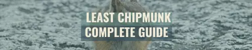 Least Chipmunk Complete Guide