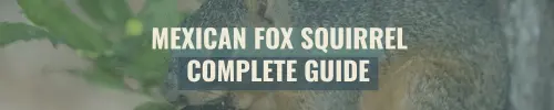 Mexican Fox Squirrel Complete Guide