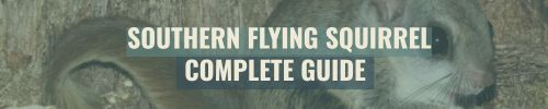 Banner - Southern Flying Squirrel