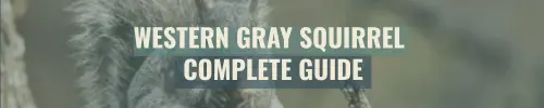 Banner - Western Gray Squirrel