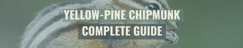 Yellow-Pine Chipmunk Complete Gui