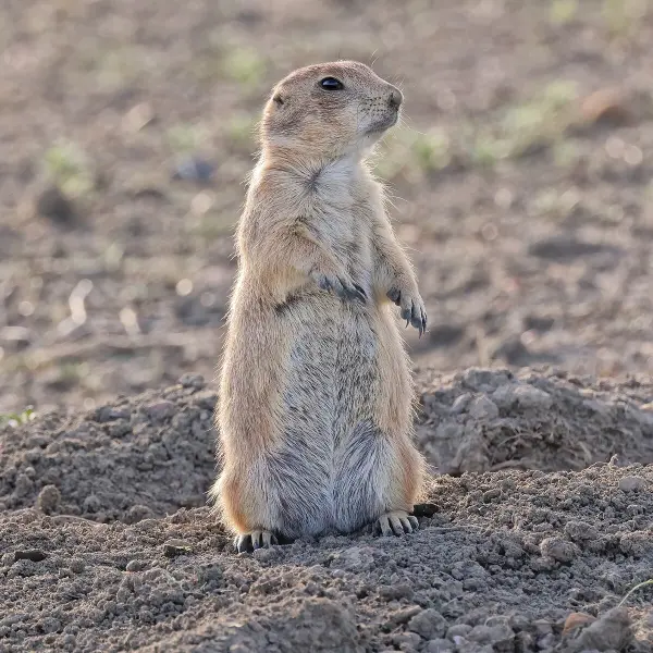 Black-tailed Prairie Dog (Cynomys ludovicianus)