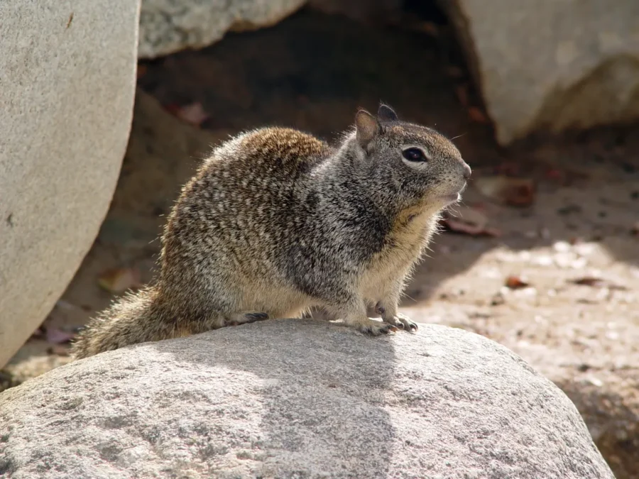 California Ground Squirrel (Otospermophilus beecheyi)