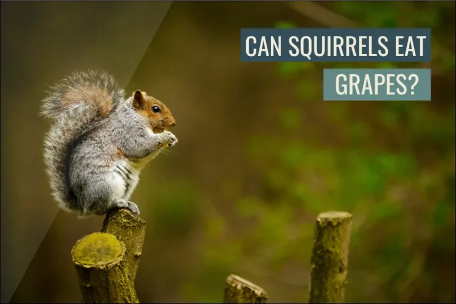 Can Squirrels Eat Grapes