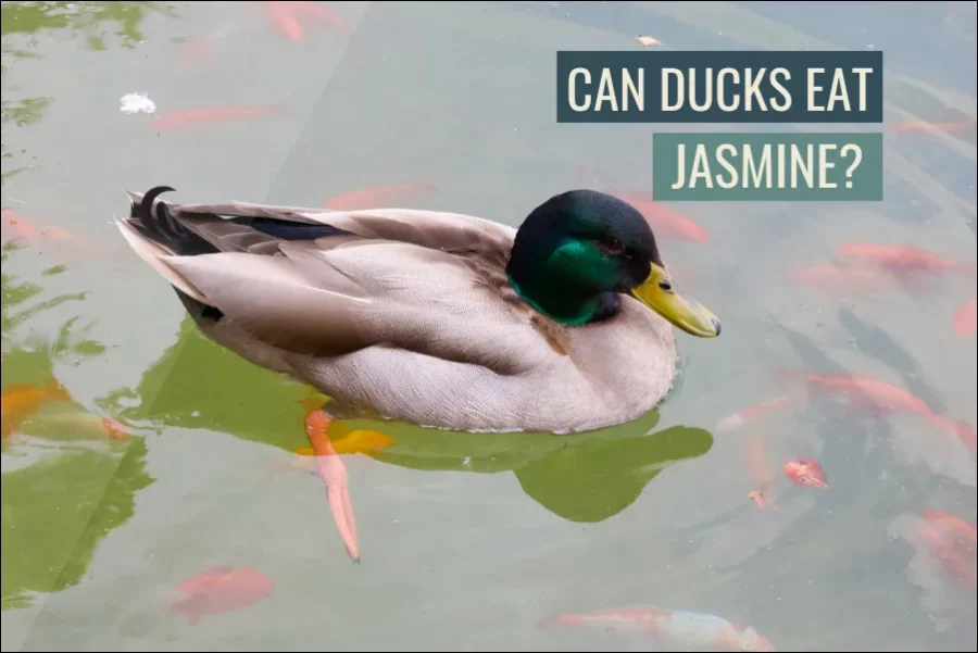 Can Ducks Eat Jasmine