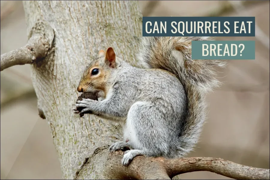 Can Squirrels Eat Bread