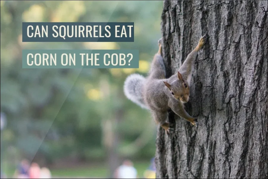 Can Squirrels Eat Corn On The Cob