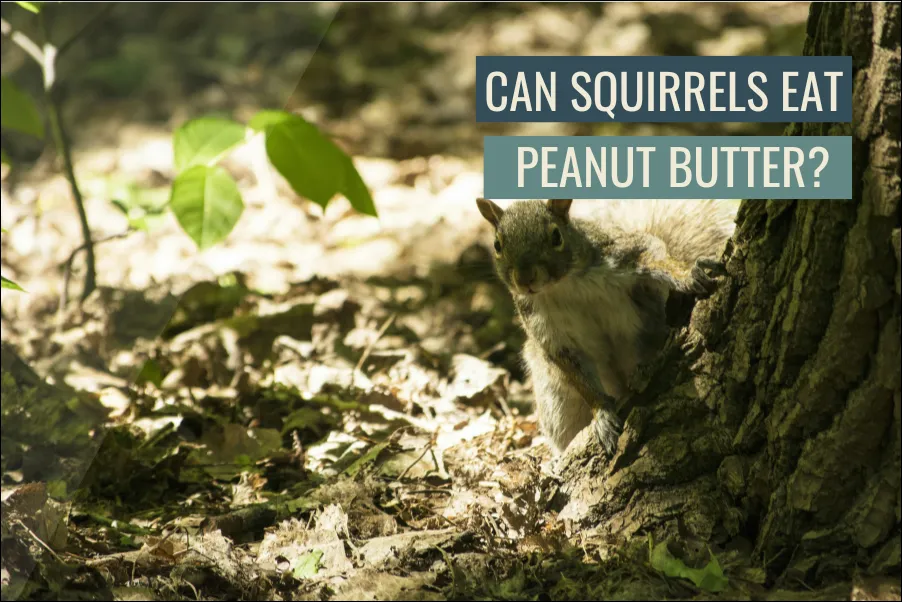 Can Squirrels Eat Peanut Butter