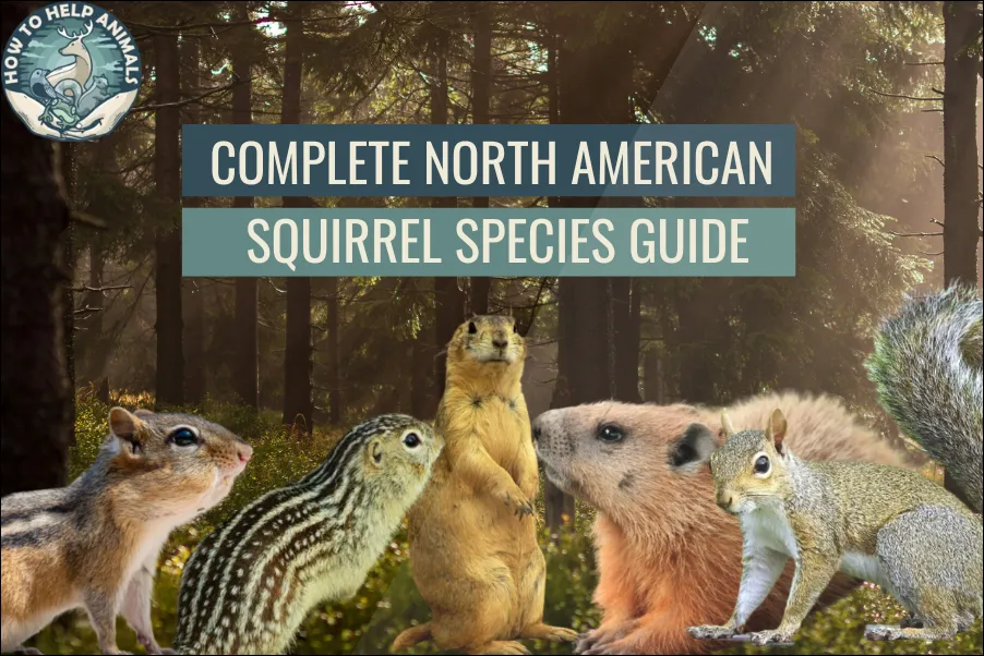 Complete North American Squirrel Species Guide