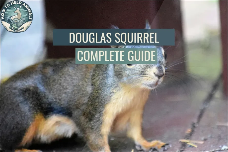 Douglas Squirrel Complete Guide