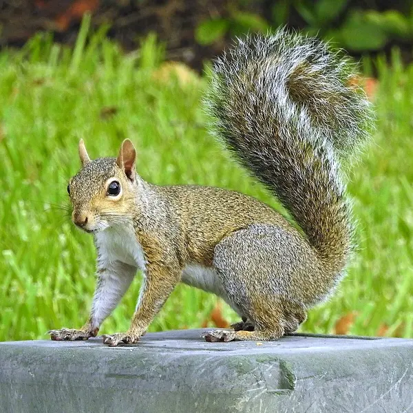 Eastern Gray Squirrel (Sciurus carolinensis)
