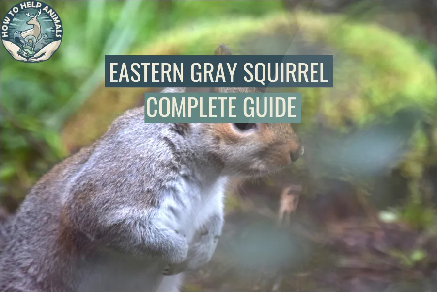Eastern Gray Squirrel Complete Guide