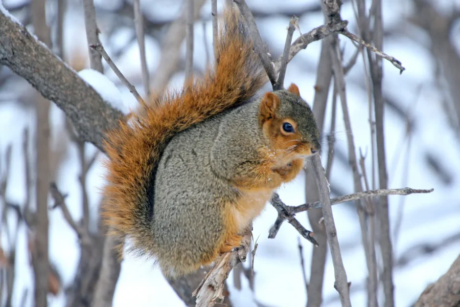 Fox Squirrel (Sciurus niger)