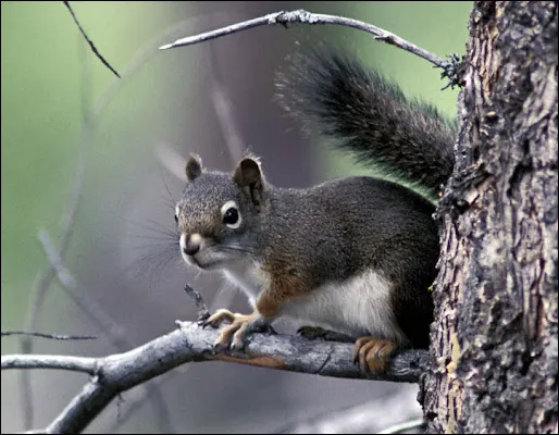 Fox Squirrel Tamiasciurus Hudsonicus