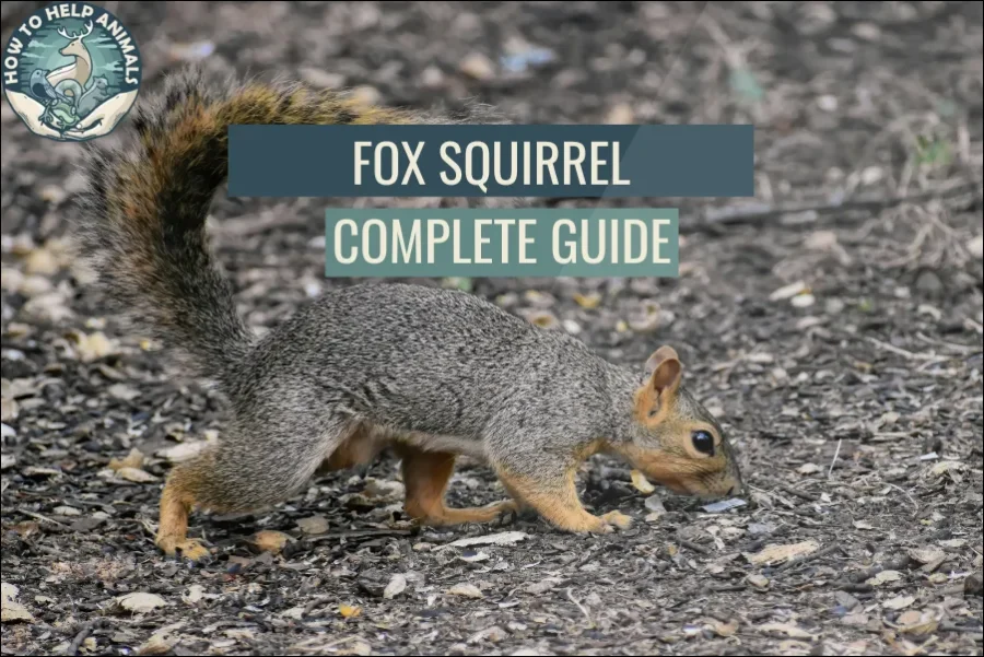 Fox Squirrel