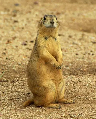 Gunnison's Prairie Dog (Cynomys gunnisoni)