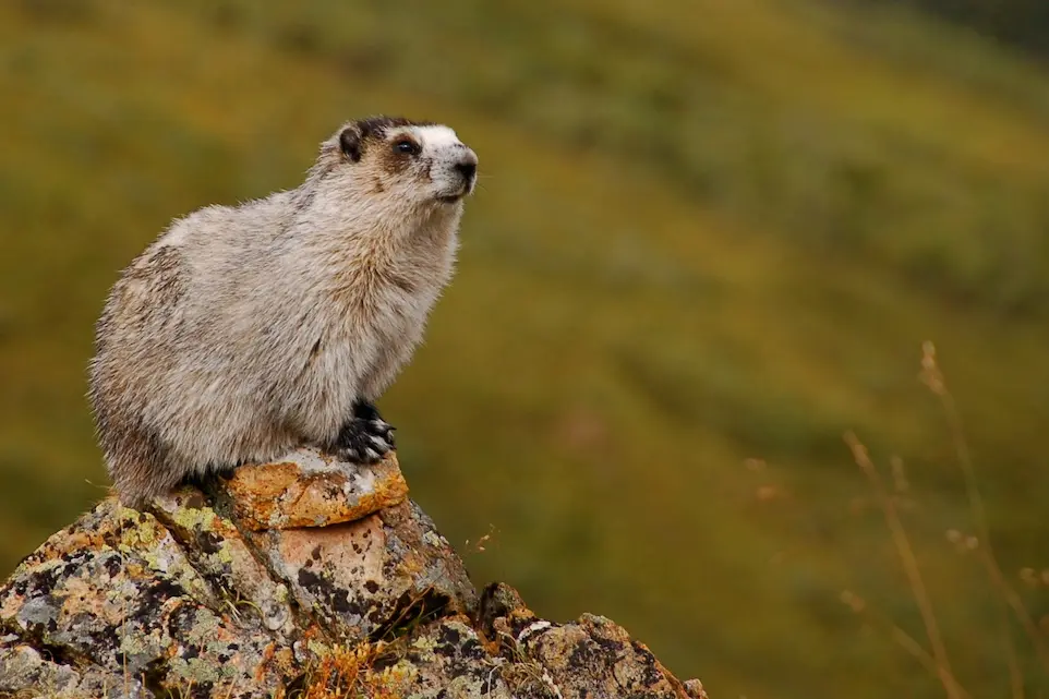 Hoary Marmot (Marmota caligata)