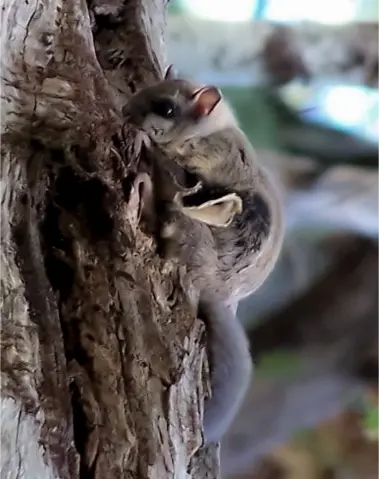 Humboldt's Flying Squirrel (Glaucomys oregonensis)