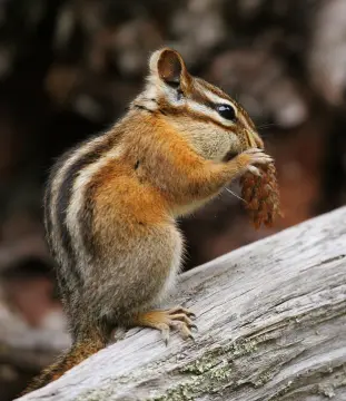 Least Chipmunk (Neotamias minimus)