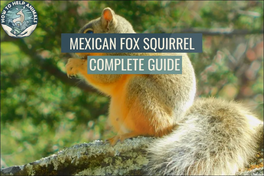 Mexican Fox Squirrel Complete Guide