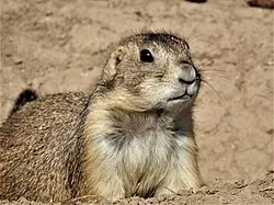 Mexican Prairie Dog (Cynomys mexicanus)