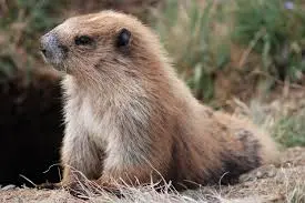 Olympic Marmot (Marmota olympus)