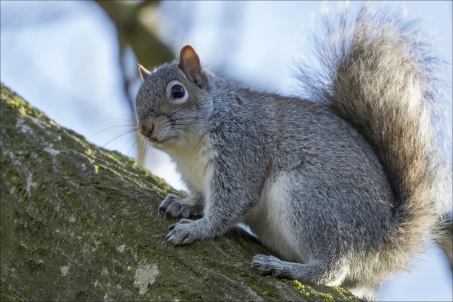 Eastern Gray Sciurus carolinensis