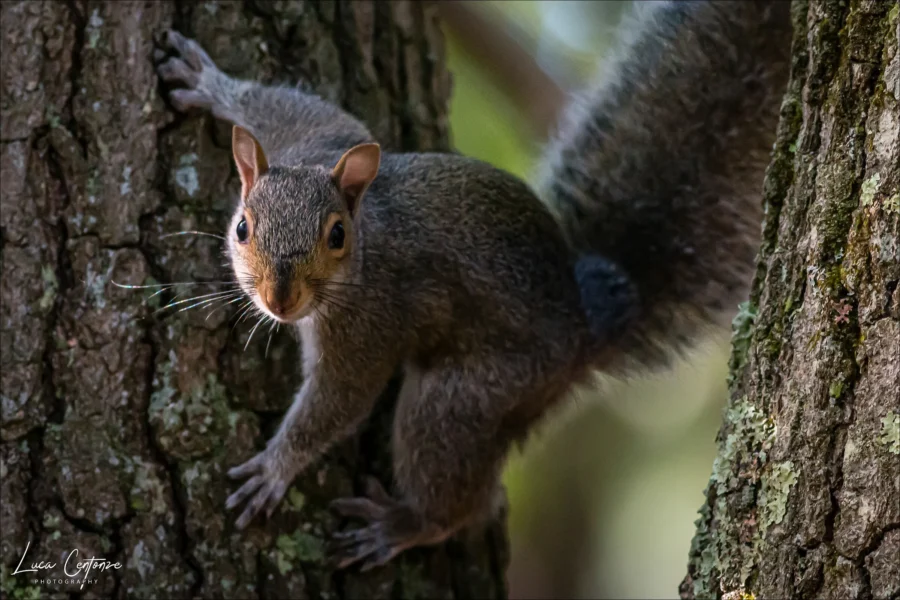 Eastern Gray Sciurus carolinensis