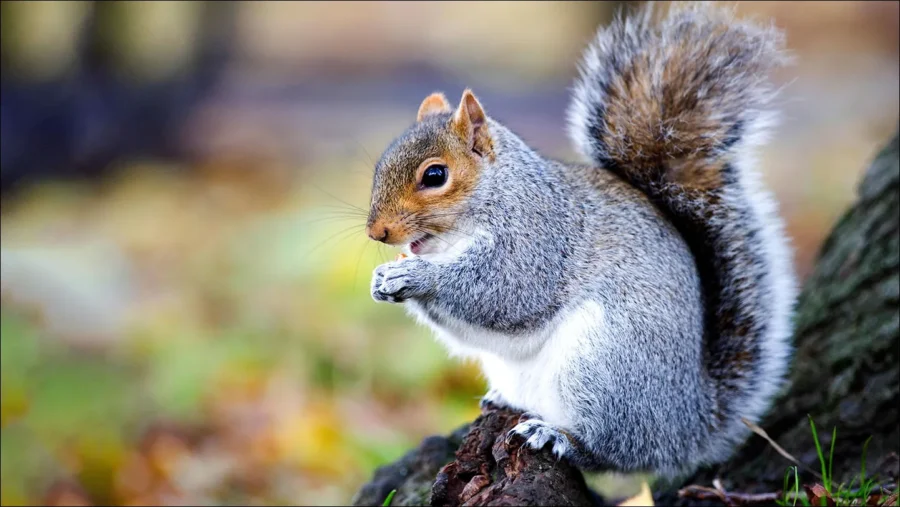 Eastern Gray Sciurus carolinensis