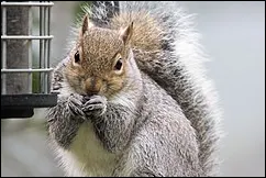 Eastern Gray Sciurus carolinensis