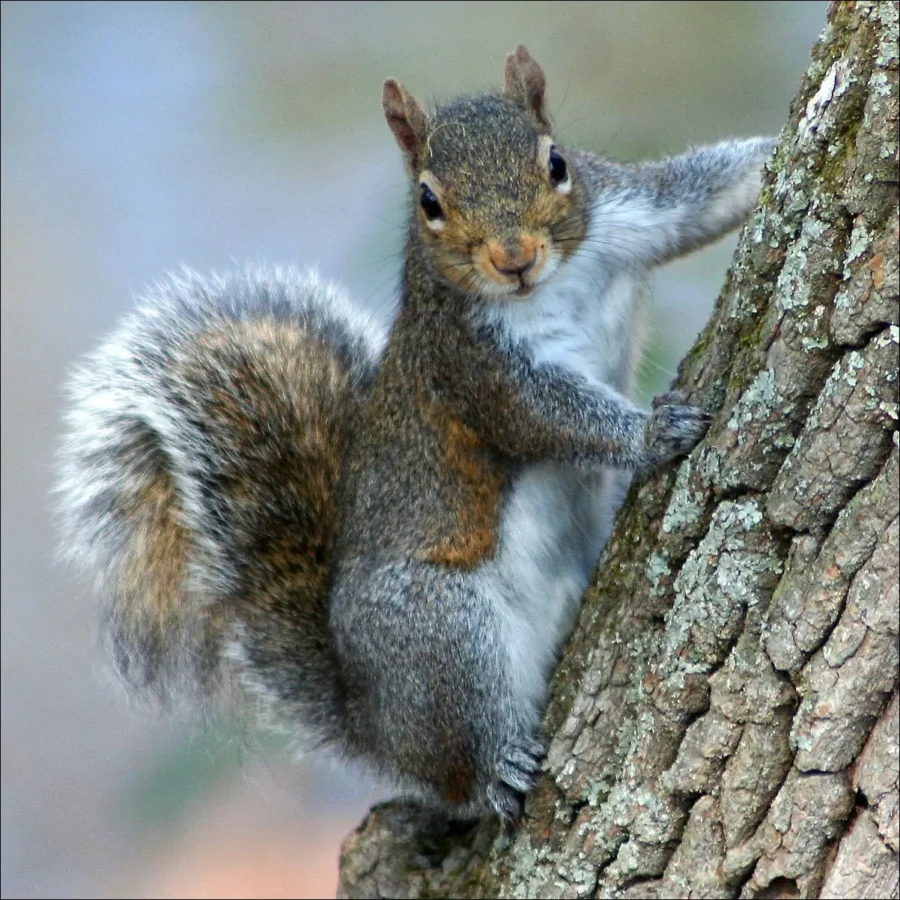 Eastern Gray Sciurus carolinensis