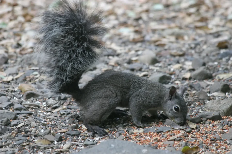 Western Gray Squirrel (Sciurus griseus)