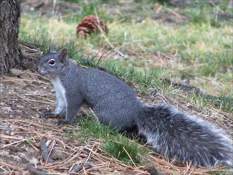 Western Gray Squirrel (Sciurus griseus)