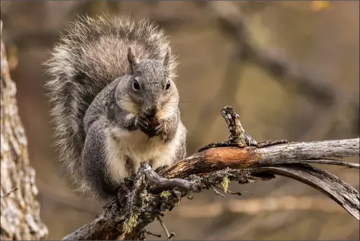 Western Gray Squirrel (Sciurus griseus)