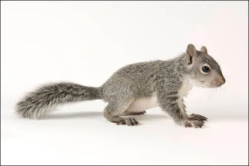 Western Gray Squirrel (Sciurus griseus)