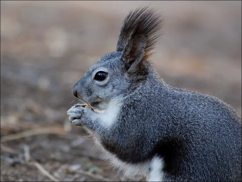 Aberts Squirrel Sciurus aberti