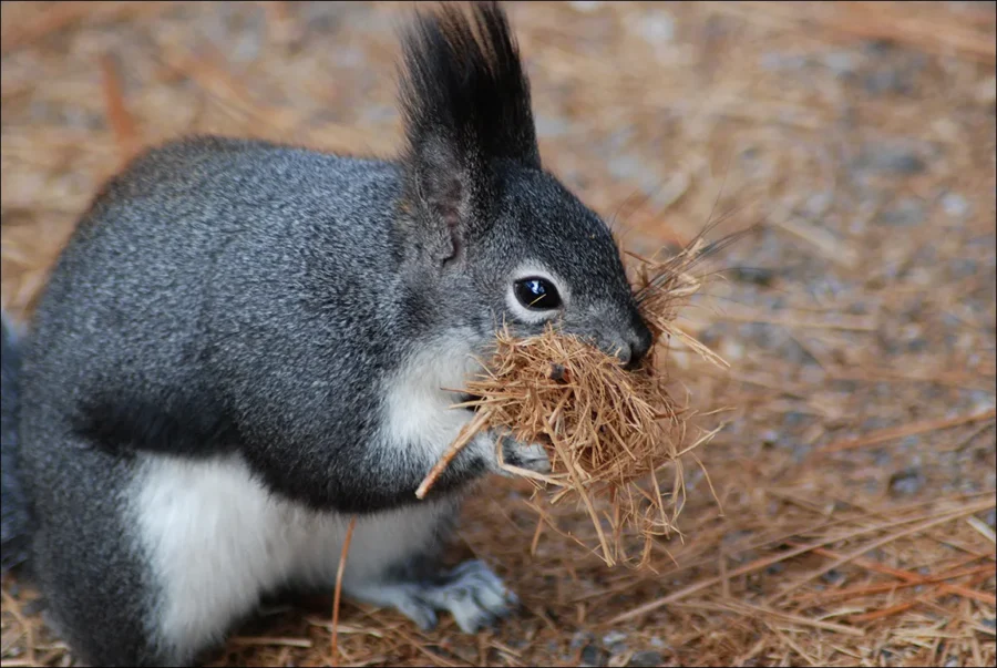 Aberts Squirrel Sciurus aberti
