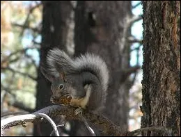 Aberts Squirrel Sciurus aberti